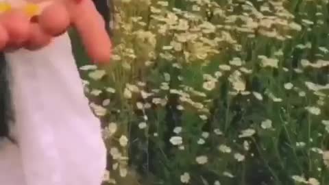 The girl in daisies