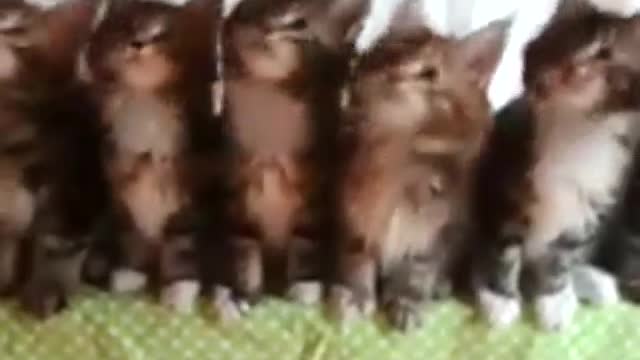 funny kittens are dancing