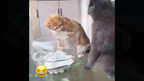 Funny cat memes 😹🤣