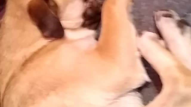 Pug r cute