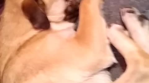 Pug r cute