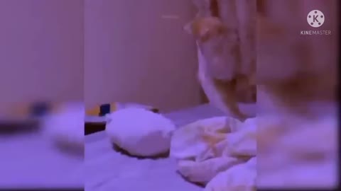 cute baby cat :funny videos cat