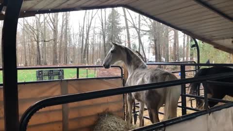 Horses react to tractor