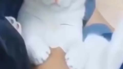 Cute funny cat video 2021➤😂😹One of the cutest cats ever➤➤😂😹It is funny➤➤➤How does it do so