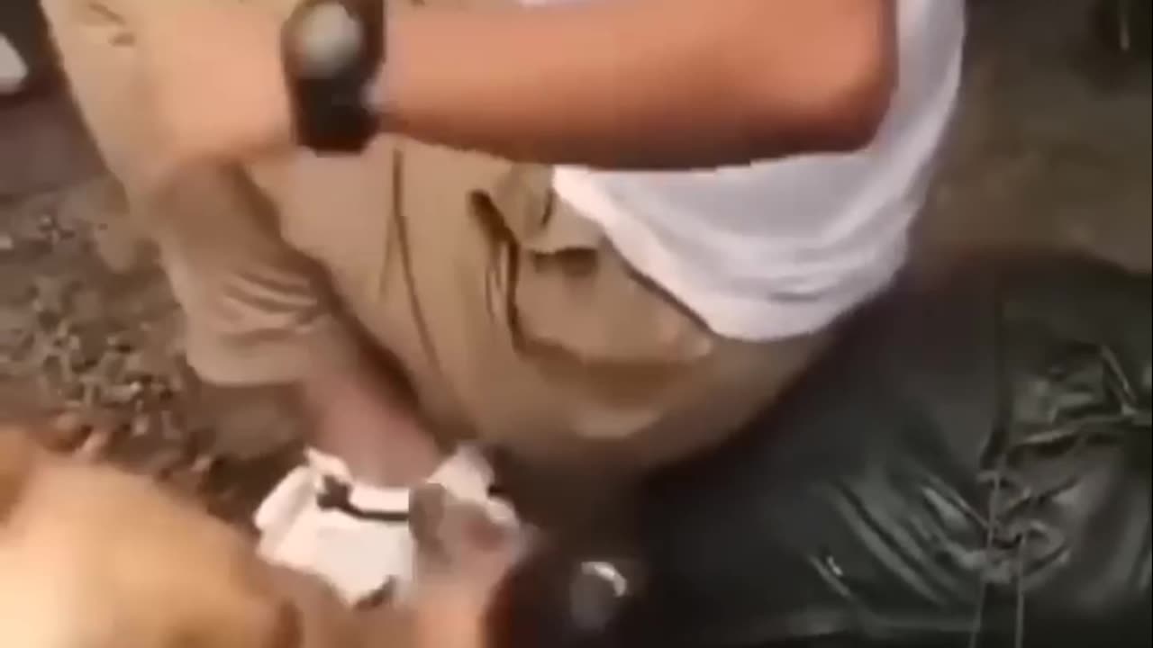 Dog is back in comedy