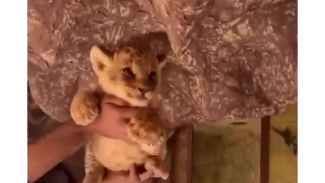 Simba | the lion king |
