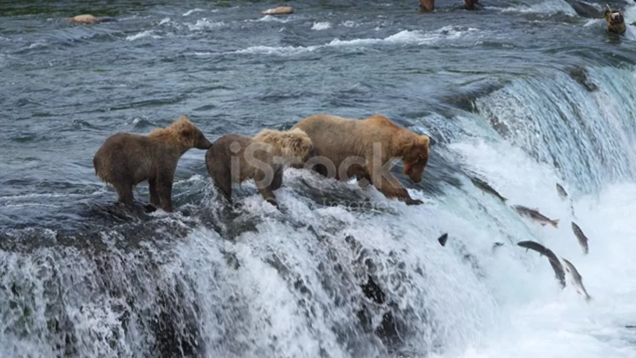 Bears vs fishes