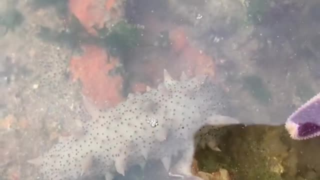 Small sea cucumber