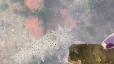 Small sea cucumber