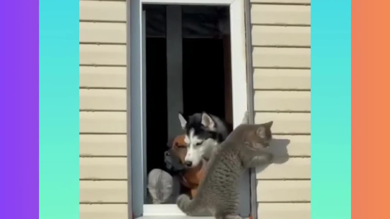 Funny Animal Video!!