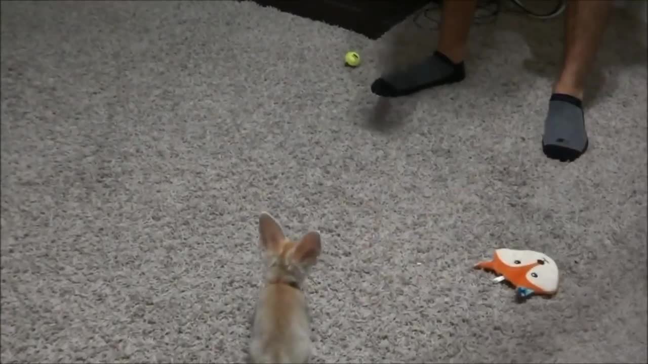 Training the Baby Fennec Fox to Sit