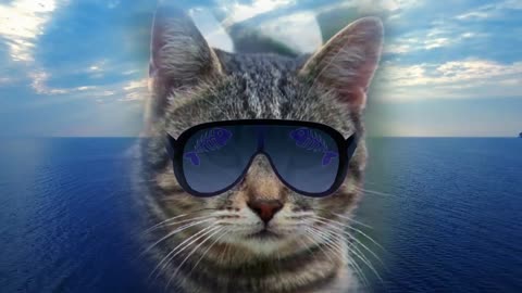 Kool Kat Vibes Presents Deeply Relaxing Blue Sea: 12 Hours of Quiet Music and Relaxing Feline Images