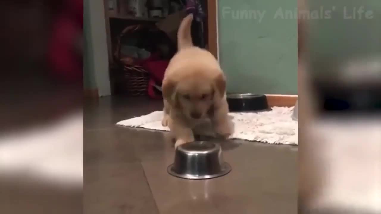 Best Funny Animals Video