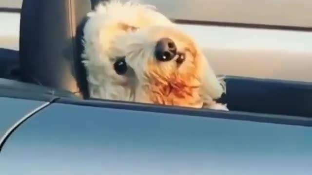 Puppy in a luxury car