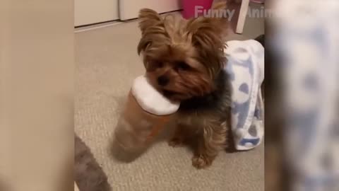 Most funny animal video