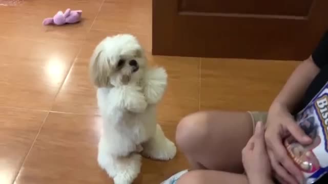 Cute Shih Tzu/Adorable puppy