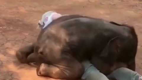 Baby elephant playing