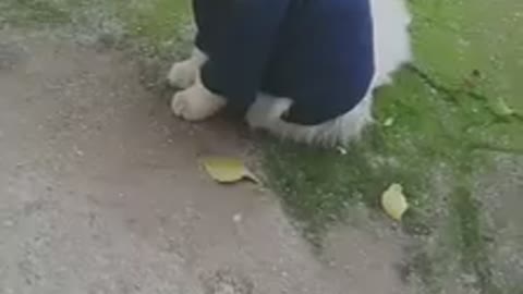 My cat ready to go outside