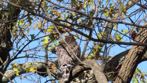 Red-shouldered Hawk at Bryan Park