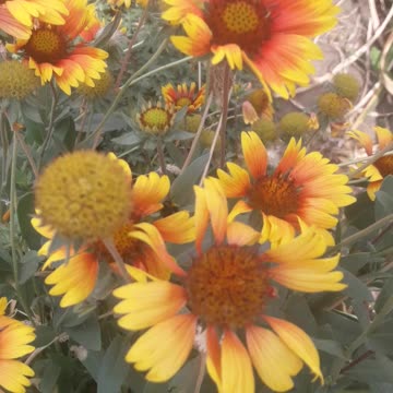 Gaillardia Crowd