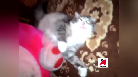 Cute and Funny Cats Compilation #3