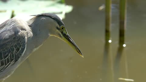 Bittern in the water