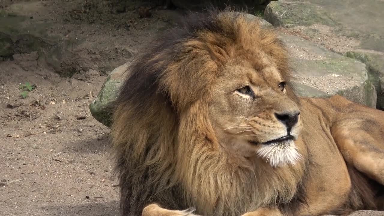 Lion