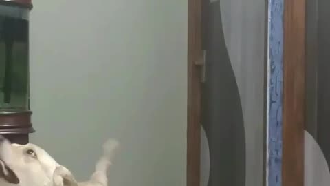 Funny animal