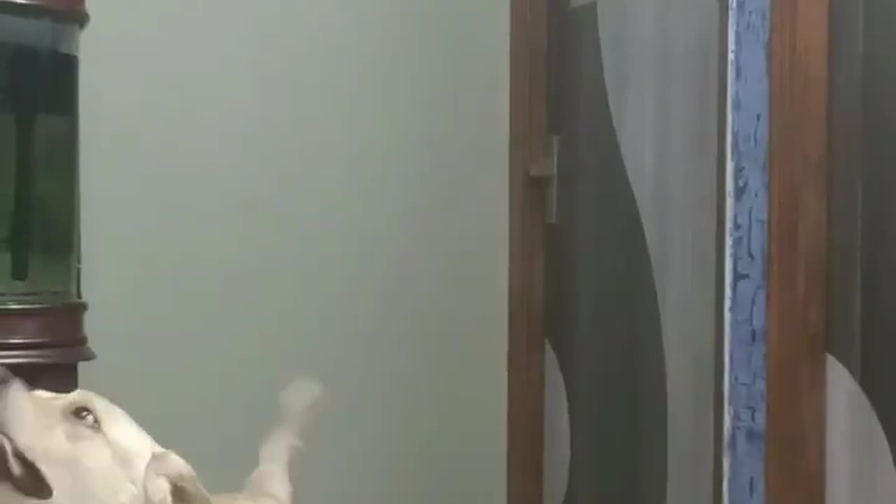 Funny animal
