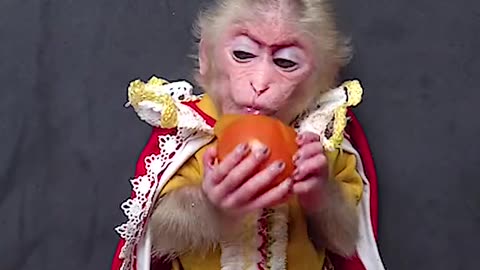 CUTE MONKEY MUKBANG TOMATO