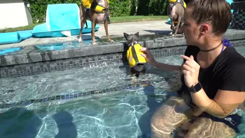 You can teach your dog how to swim!!
