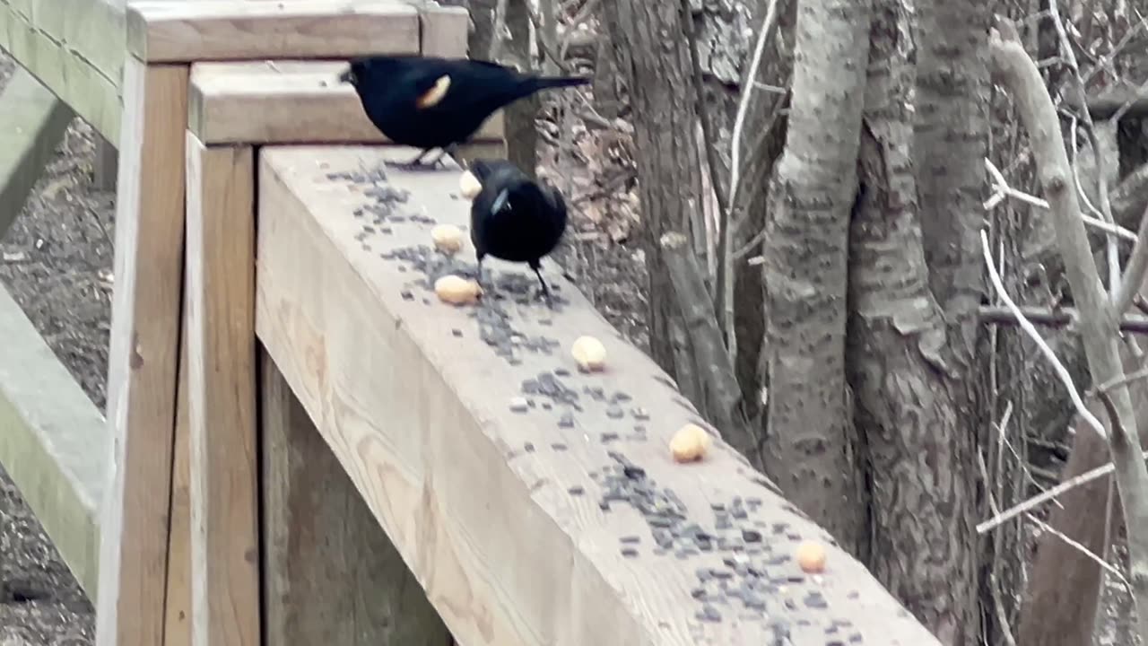 Redwing black birds