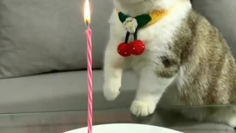 Cat birthday celebration 🎊 I