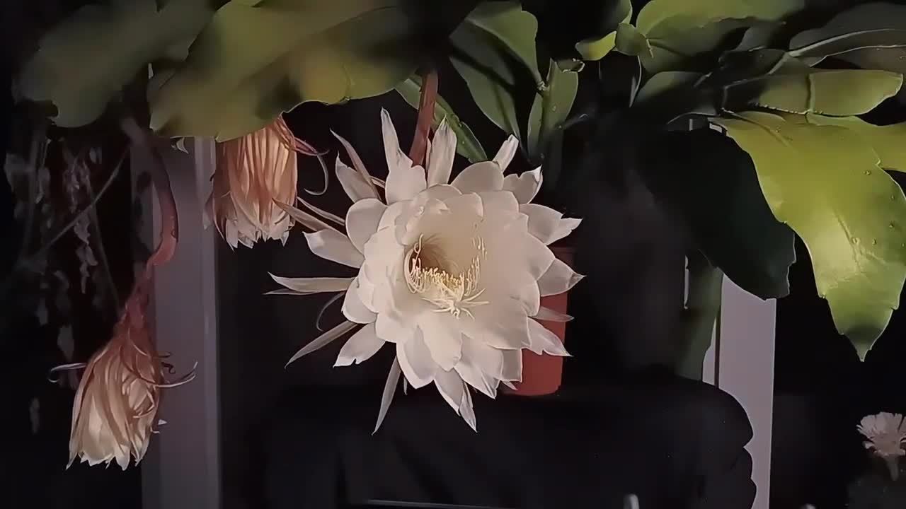 曇花綻開 Queen of the night flower（Epiphyllum）