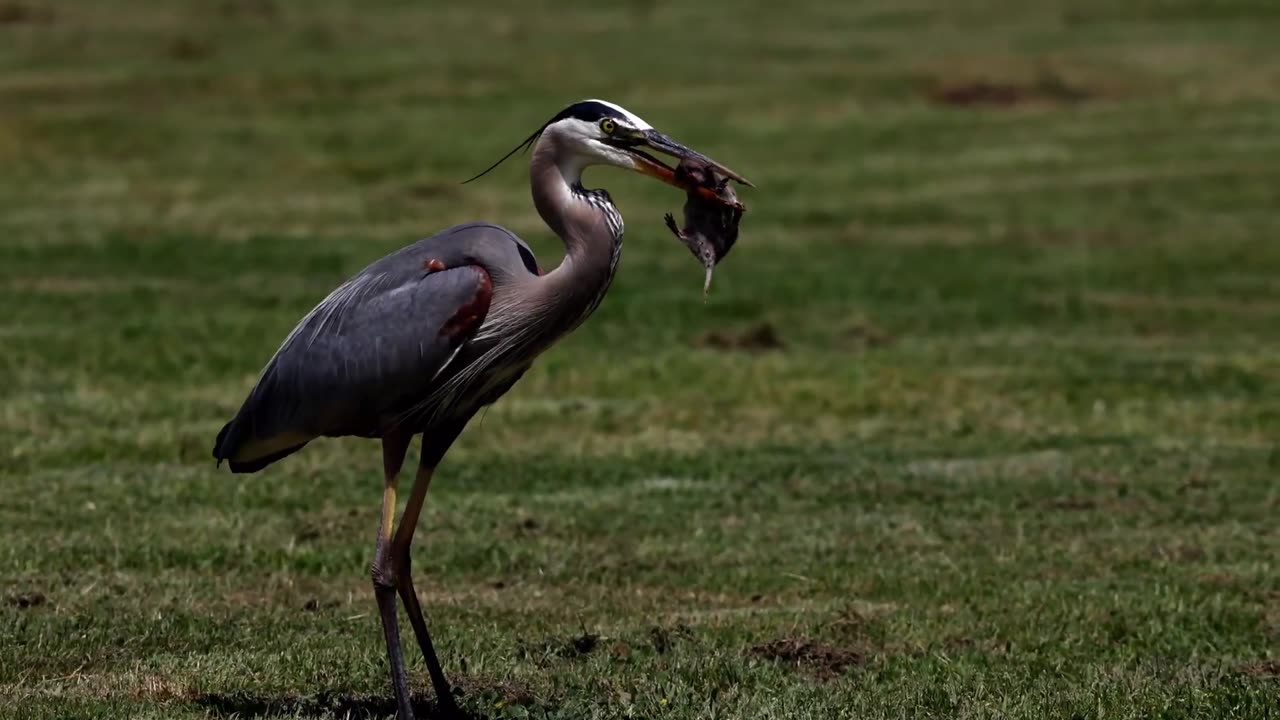 Great Blue Heron Breakfast, Bath and Scary Neighbors