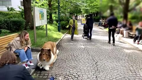 Dogs and people real emotion comes when they meet so long🙂❤