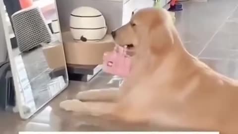 Funny dog