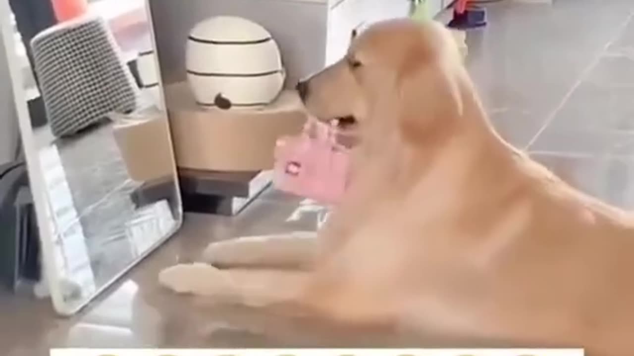 Funny dog