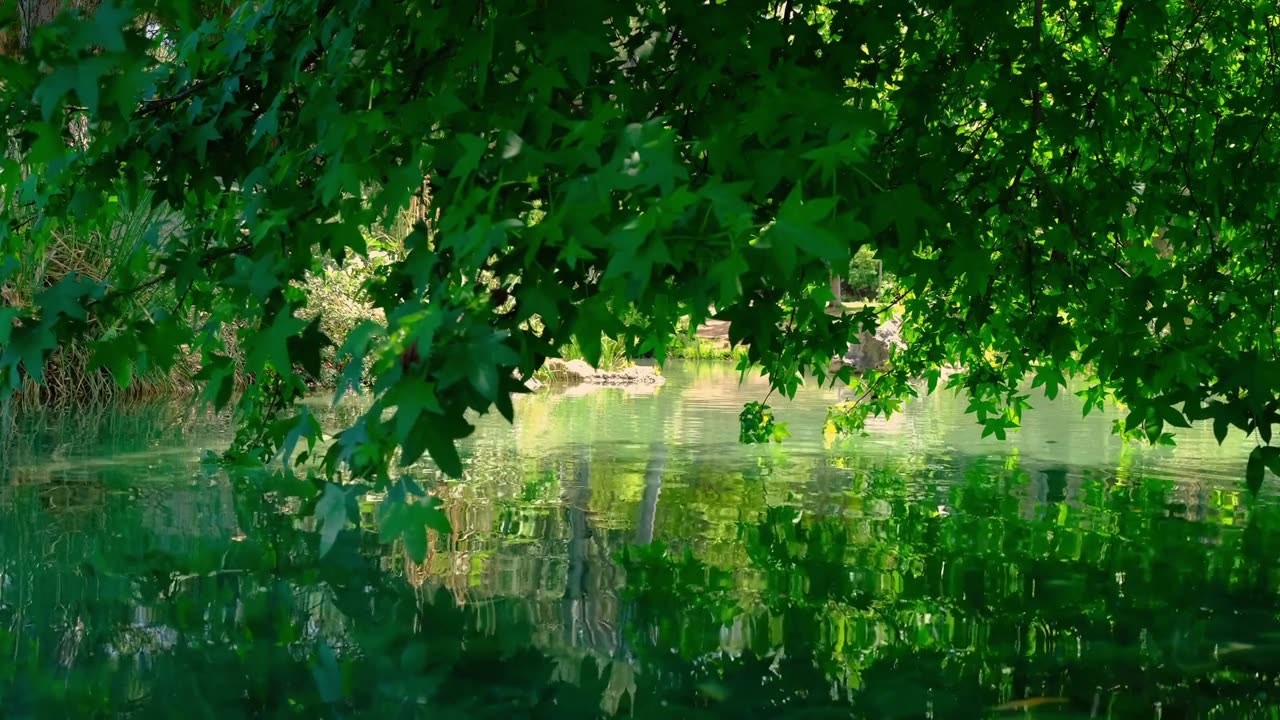 "Rhythms of the Wild: The Music of Rivers and Birds"