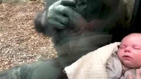 Good gorilla❤️