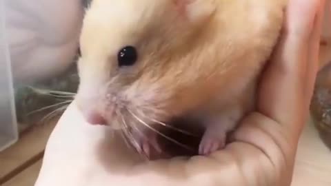 Hamster 😍😍😂