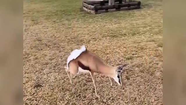 A cheerful antelope
