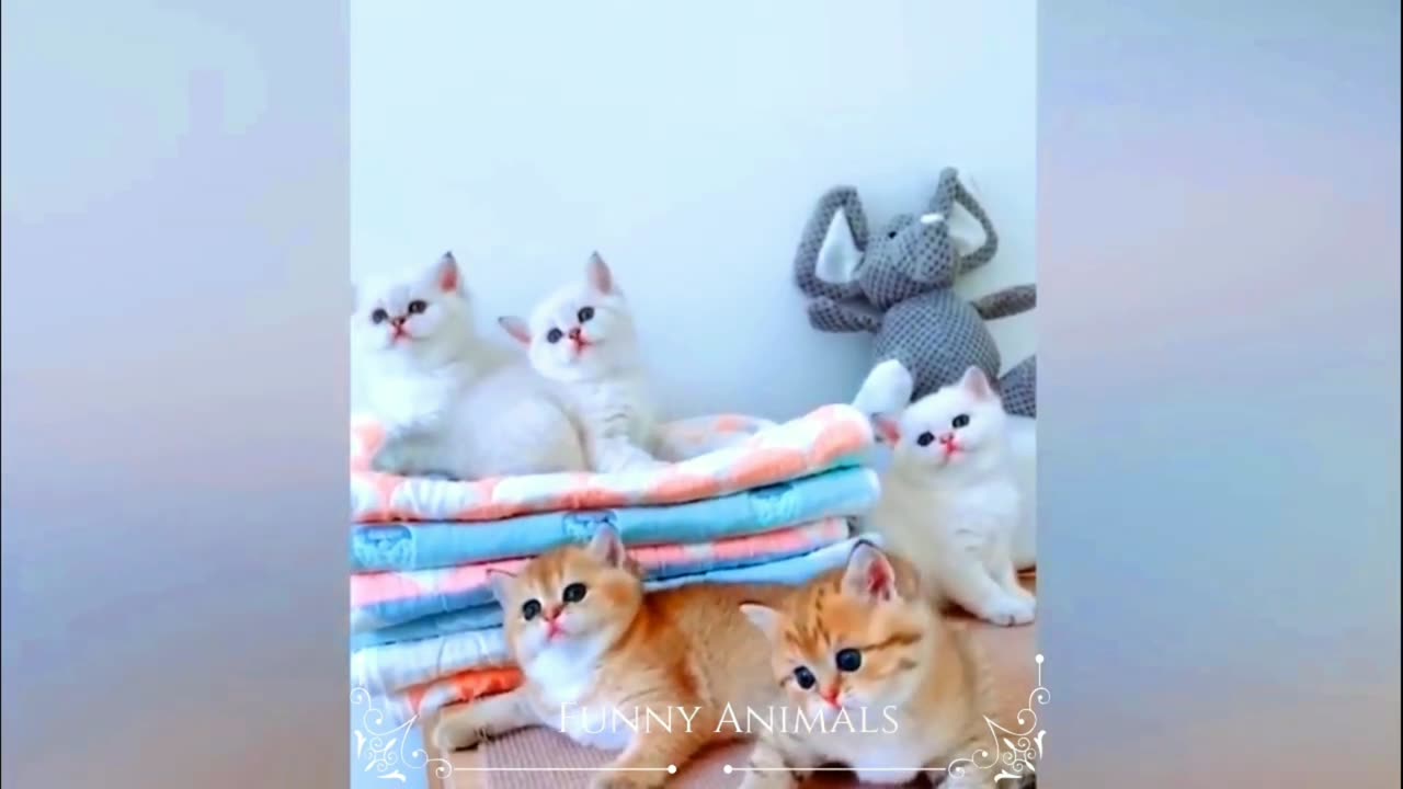 Funny kitten video