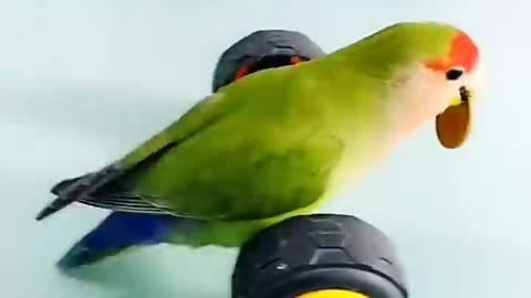 Parrot toy car plant cat dog rumble funny video