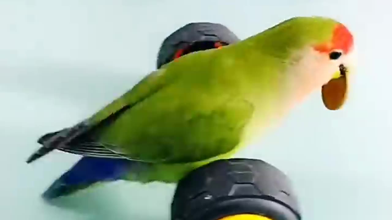 Parrot toy car plant cat dog rumble funny video