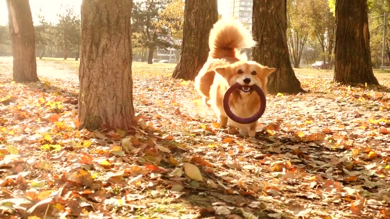 Zooming into Happiness: Corgi's Epic Sprint Adventure!