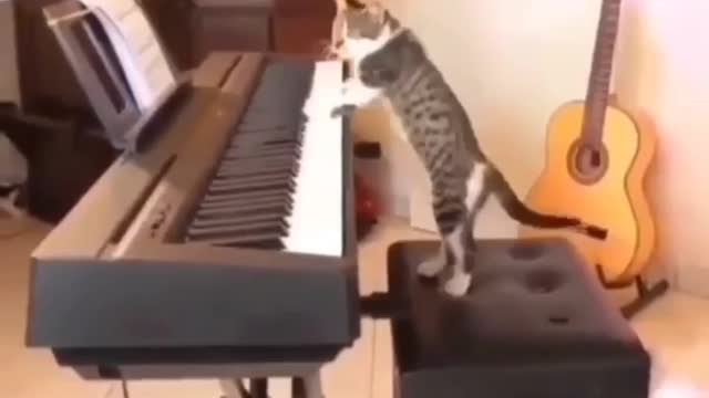 Best Funny Crazy Cats