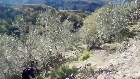 ΜΑΖΕΎΟΥΜΕ ΕΛΙΈΣ ΣΤΙΣ ΓΚΡΕΜΙΛΕΣ