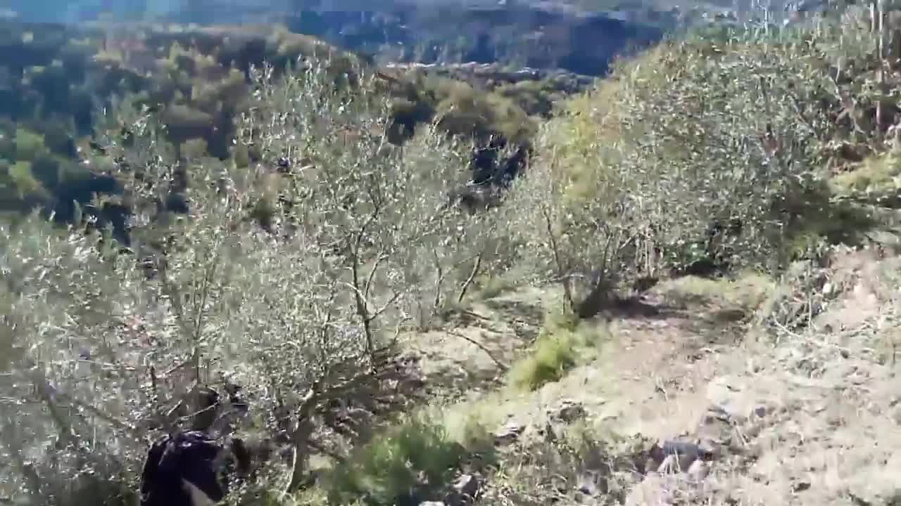 ΜΑΖΕΎΟΥΜΕ ΕΛΙΈΣ ΣΤΙΣ ΓΚΡΕΜΙΛΕΣ