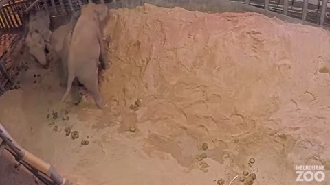 Hello world! Asian Elephant born at Melbourne Zoo